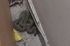 Şarpe uriaş, găsit într-un apartament din Constanţa | Oamenii au sunat la 112 871837