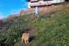 Portocală, motanul celebru de pe Muntele Ceahlău, a cucerit și inimile internauților: ”E mai tare decât caprele negre“ 873609