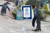 Sir Nils Olav, cel mai decorat pinguin din lume. Este general-maior în Garda Regală dintr-o țară europeană 874374