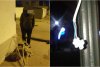 Un bărbat a furat ghirlanda de pe un stâlp de iluminat public din Drobeta-Turnu Severin, ca să-şi împodobească bradul de acasă 874612