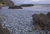 "N-am văzut niciodată așa ceva". Fenomen straniu cu tone de pești morți pe țărmurile din Japonia. Oficialii încă nu cunosc cauza 875132