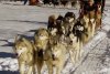 Călătorii de vis cu sania trasă de câinii Husky, în Harghita | ”O experiență unică în țara noastră” 877141