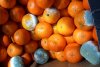 Legume și fructe mucegăite, găsite în depozite din Ilfov. Comisarii ANPC au aplicat amenzi de 15.000 de lei  880432
