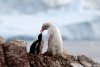 Pinguin alb, extrem de rar, filmat în Antarctica: "În fiecare zi, acest loc minunat ne surprinde cu ceva diferit" 880811