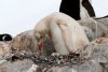 Pinguin alb, extrem de rar, filmat în Antarctica: "În fiecare zi, acest loc minunat ne surprinde cu ceva diferit" 880812