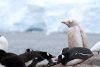 Pinguin alb, extrem de rar, filmat în Antarctica: "În fiecare zi, acest loc minunat ne surprinde cu ceva diferit" 880813
