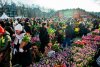 Olanda sărbătoreşte Ziua Naţională a Lalelei: 200.000 de flori au fost oferite, gratis, la Amsterdam 882021