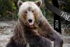A murit Yogy, cel mai în vârstă urs brun din România: ”A închis ochii pentru ultima oară și a plecat la cer” 883559
