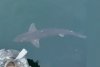 Imagini inedite cu un rechin, surprins la suprafaţa apei în Portul Constanţa. Biolog: "Prezenţa lui îmbogăţeşte Marea Neagră" 884627