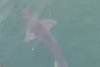 Imagini inedite cu un rechin, surprins la suprafaţa apei în Portul Constanţa. Biolog: "Prezenţa lui îmbogăţeşte Marea Neagră" 884628
