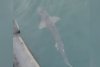 Imagini inedite cu un rechin, surprins la suprafaţa apei în Portul Constanţa. Biolog: "Prezenţa lui îmbogăţeşte Marea Neagră" 884629