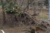 Un copac putred s-a prăbuşit peste un loc de joacă, în parcul Bordei din Bucureşti 884688