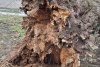 Un copac putred s-a prăbuşit peste un loc de joacă, în parcul Bordei din Bucureşti 884689