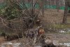 Un copac putred s-a prăbuşit peste un loc de joacă, în parcul Bordei din Bucureşti 884691