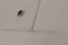 Imagini terifiante, surprinse la spitalul de copii din Botoşani. Mai mulți gândaci, în saloanele celor mici 884697
