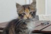 Lacrimi de bucurie pentru Ioana, după ce pisica ei a fost găsită de polițiștii din Eforie în timp record   884755