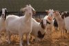 Carnea de capră cu gust de vițel a apărut în România | Bocarp, rasă românească, obținută la Institutul Palas din Constanța 888291