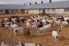 Carnea de capră cu gust de vițel a apărut în România | Bocarp, rasă românească, obținută la Institutul Palas din Constanța 888292