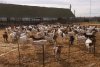 Carnea de capră cu gust de vițel a apărut în România | Bocarp, rasă românească, obținută la Institutul Palas din Constanța 888294
