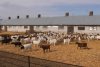 Carnea de capră cu gust de vițel a apărut în România | Bocarp, rasă românească, obținută la Institutul Palas din Constanța 888295