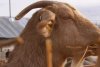 Carnea de capră cu gust de vițel a apărut în România | Bocarp, rasă românească, obținută la Institutul Palas din Constanța 888296