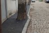 Asfalt turnat la trunchiul copacilor, pe trotuarul unei străzi cu piatră cubică și gropi din Galați 889790