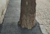 Asfalt turnat la trunchiul copacilor, pe trotuarul unei străzi cu piatră cubică și gropi din Galați 889791