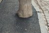 Asfalt turnat la trunchiul copacilor, pe trotuarul unei străzi cu piatră cubică și gropi din Galați 889793