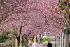 Orașul din România unde au înflorit cireșii japonezi. Imaginile surprinse într-un parc au stârnit sute de reacții pe internet 890139