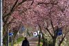 Orașul din România unde au înflorit cireșii japonezi. Imaginile surprinse într-un parc au stârnit sute de reacții pe internet 890141