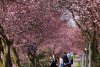 Orașul din România unde au înflorit cireșii japonezi. Imaginile surprinse într-un parc au stârnit sute de reacții pe internet 890142