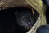 Descoperire șocantă într-un aeroport din Thailanda: 87 de animale exotice au fost găsite în bagaje, printre care și doi urși 890430
