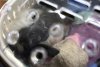 Descoperire șocantă într-un aeroport din Thailanda: 87 de animale exotice au fost găsite în bagaje, printre care și doi urși 890431