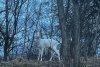 O căprioară albă a fost fotografiată de jandarmii montani, în zona Bran: "Astfel de întâlniri sunt remarcabile” 891045