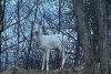 O căprioară albă a fost fotografiată de jandarmii montani, în zona Bran: "Astfel de întâlniri sunt remarcabile” 891047