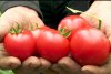 Primele roșii românești din acest an, în piețe. Prețul unui kilogram de tomate autohtone crescute în sol 891360