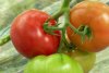 Primele roșii românești din acest an, în piețe. Prețul unui kilogram de tomate autohtone crescute în sol 891361
