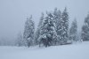 Ninge în Poiana Brașov. Stratul de zăpadă depus depășește 20 de centimetri 891540