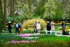 Cea mai mare grădină de lalele din lume, deschisă la aniversarea a 75 de ani de existenţă. Imagini din Parcul Keukenhof cu milioane de flori 893162