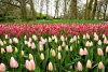 Cea mai mare grădină de lalele din lume, deschisă la aniversarea a 75 de ani de existenţă. Imagini din Parcul Keukenhof cu milioane de flori 893164