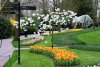 Cea mai mare grădină de lalele din lume, deschisă la aniversarea a 75 de ani de existenţă. Imagini din Parcul Keukenhof cu milioane de flori 893165
