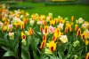 Cea mai mare grădină de lalele din lume, deschisă la aniversarea a 75 de ani de existenţă. Imagini din Parcul Keukenhof cu milioane de flori 893166