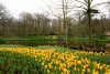 Cea mai mare grădină de lalele din lume, deschisă la aniversarea a 75 de ani de existenţă. Imagini din Parcul Keukenhof cu milioane de flori 893167