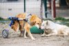 Câini cu dizabilități, plimbați cu un trenuleț din butoaie de plastic. Povestea emoţionantă a unei femei al cărei tată e paralizat 895951