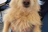 "O poveste pe care Hollywood-ul ar dori să o spună". Mishka, un metis de terrier dispărut vara trecută, a fost găsit în viaţă la 3.000 de kilometri de casă 895810