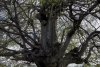 Copacul din România care are 500 de ani și poate fi cuprins de cinci oameni. Fagul din Hunedoara, o minune a naturii 896574