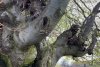 Copacul din România care are 500 de ani și poate fi cuprins de cinci oameni. Fagul din Hunedoara, o minune a naturii 896575