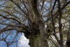 Copacul din România care are 500 de ani și poate fi cuprins de cinci oameni. Fagul din Hunedoara, o minune a naturii 896577