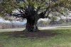 Copacul din România care are 500 de ani și poate fi cuprins de cinci oameni. Fagul din Hunedoara, o minune a naturii 896579