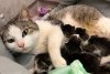 O pisică fără stăpân din Iaşi a mers singură la spital ca să îşi nască în siguranţă puii: "Am crezut că a abandonat-o cineva și ne-am uitat pe camere" 897247